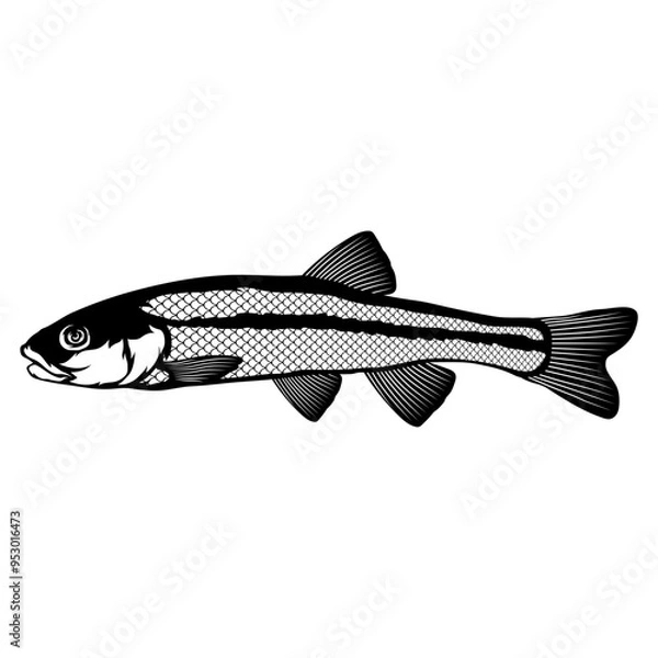 Obraz Creek Chub  Fish