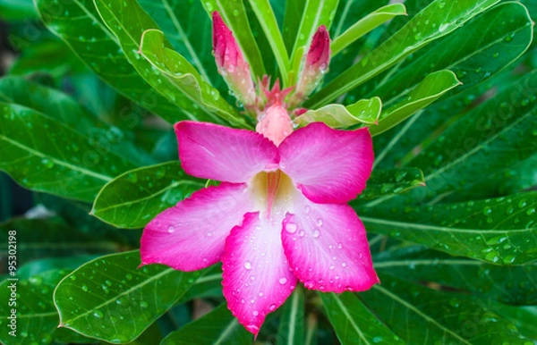 Fototapeta Desert Rose
