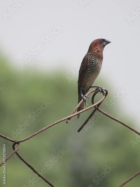 Obraz Sally Breasted Munia