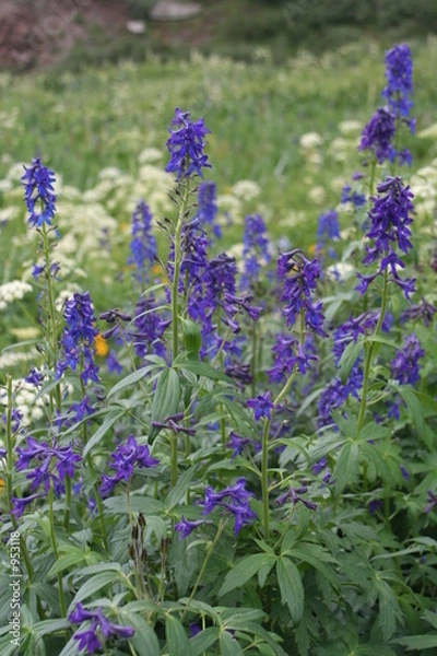 Obraz mountain meadow