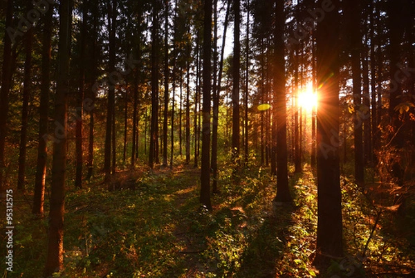 Obraz zachód słońca w lesie