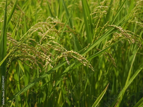 Fototapeta 収穫前の稲穂（東京都府中市）