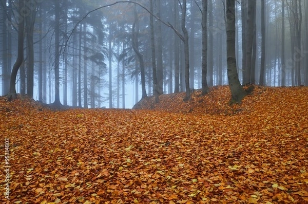 Fototapeta A lonely road in the forest