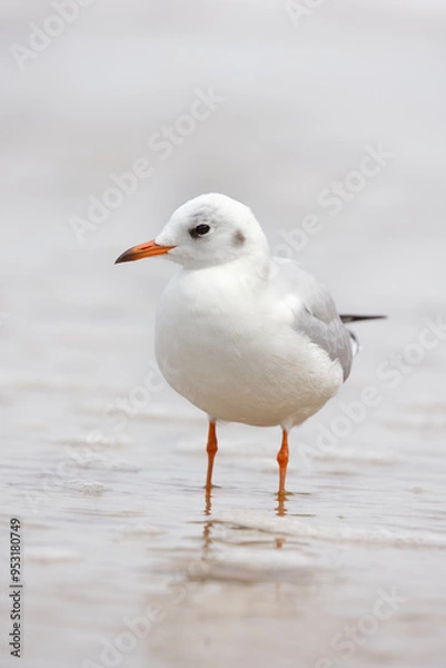 Fototapeta Seagull standing 