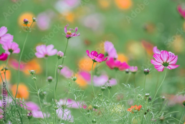 Fototapeta 千葉の公園に咲くコスモス