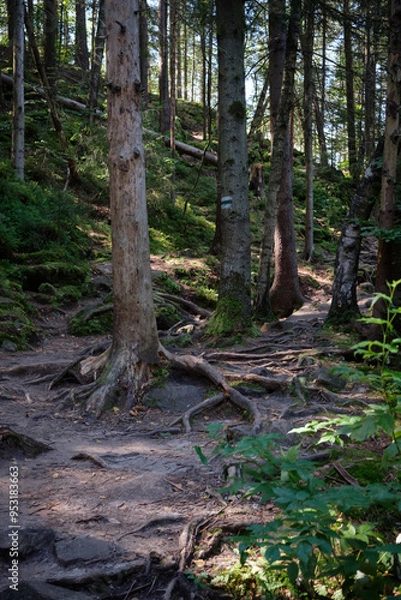 Obraz Carpathian mountains Forest Path with Exposed Tree Roots in a Dense Woodland
