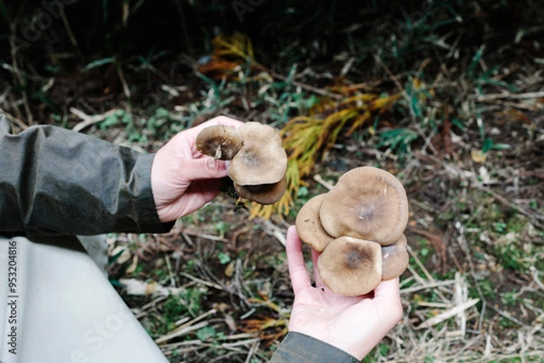 Obraz 野生の椎茸