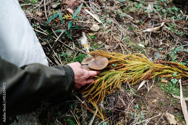 Obraz 野生の椎茸