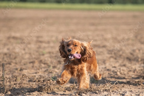 Fototapeta A beautiful cocker spaniel plays on the field.