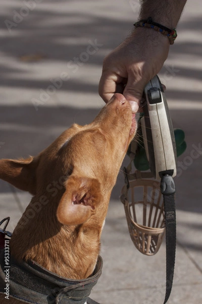 Fototapeta Alimentar perro