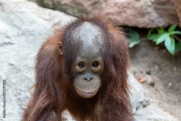 Obraz baby orangutan