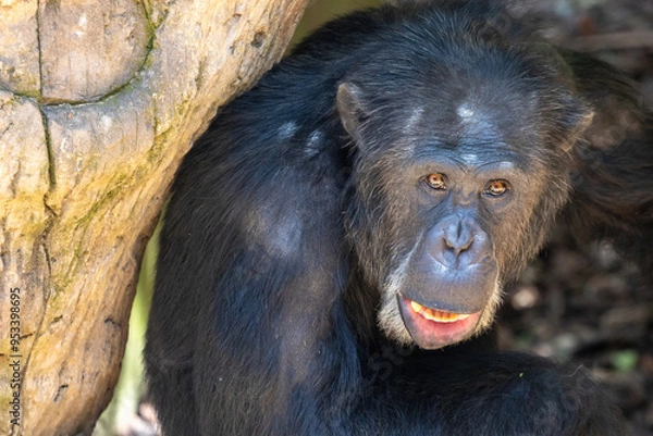 Fototapeta Monkey face