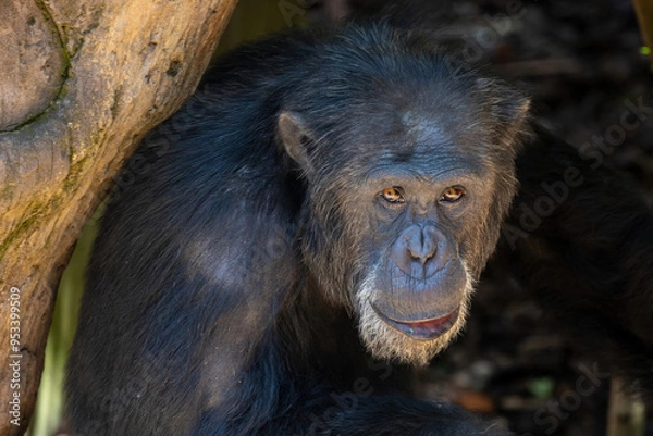 Fototapeta Monkey face