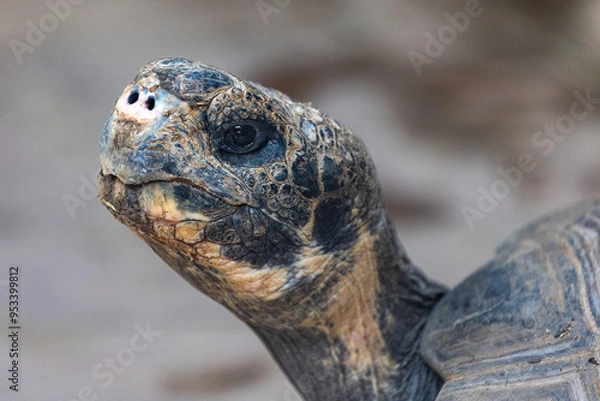 Fototapeta turtle face