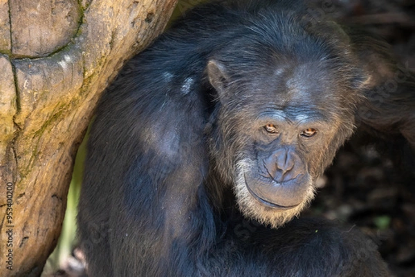 Fototapeta Monkey face