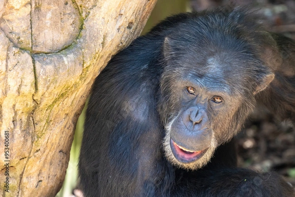 Fototapeta Monkey face