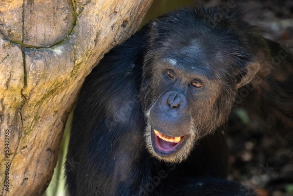 Fototapeta Monkey face