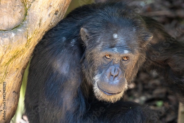 Fototapeta monkey face