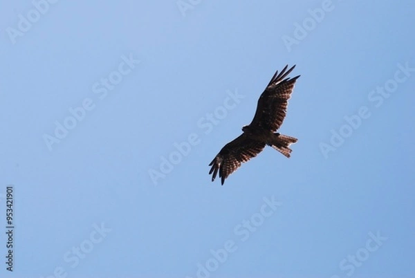Fototapeta 悠々と空を飛ぶ鳶