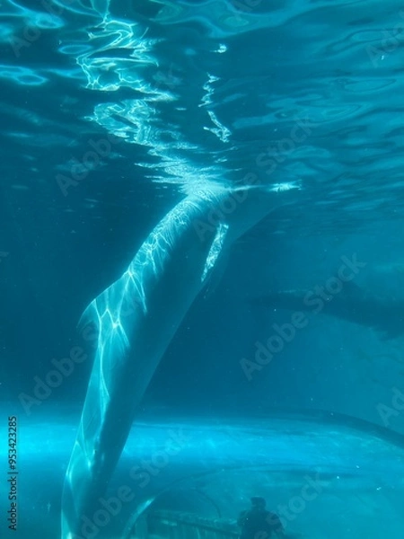 Fototapeta 水族館のイルカ