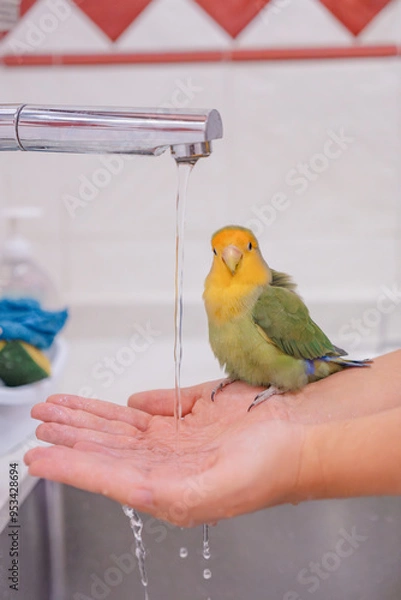 Fototapeta Portrait of a happy and fluffy green lovebird on her bath