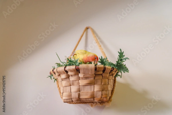 Fototapeta Peach face lovebird eating grass on a basket with green plants.