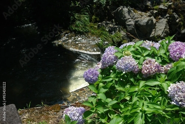 Fototapeta アジサイ