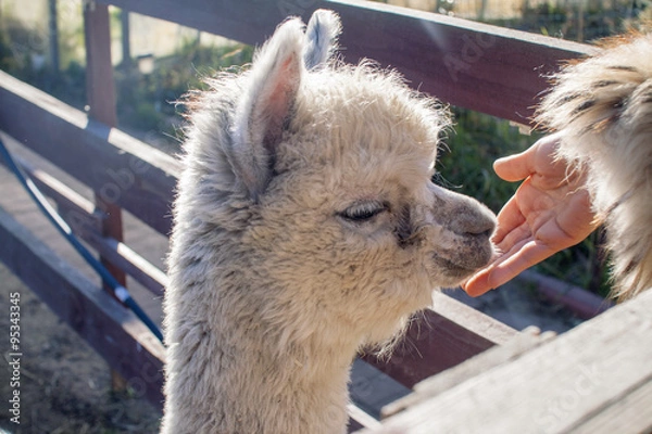 Obraz Cute baby alpaca