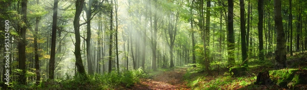 Obraz Enchanting rays of sunlight in a green forest. A mix of sunshine and light fog create a magical atmosphere in this panoramic nature shot.