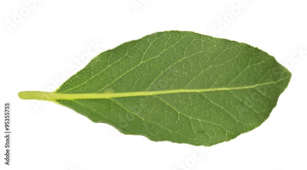 Fototapeta Fresh bay leaf, isolated on white