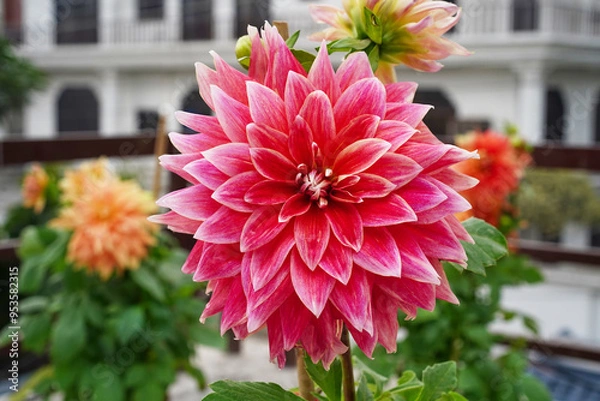 Fototapeta Pink dahlia flower close up, front view, blurred background with garden flowers, house and terrace fence.