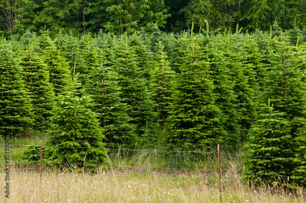 Fototapeta Rows of Undecorated Living Christmas Trees on Farm