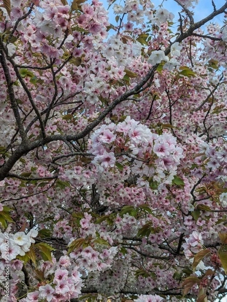 Fototapeta Blooms in spring