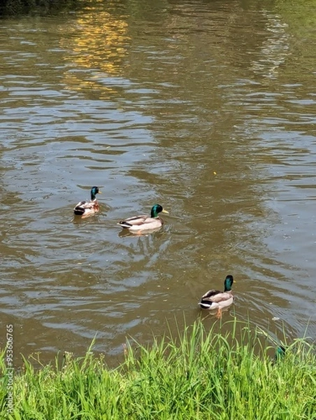 Fototapeta Ducks on the river 