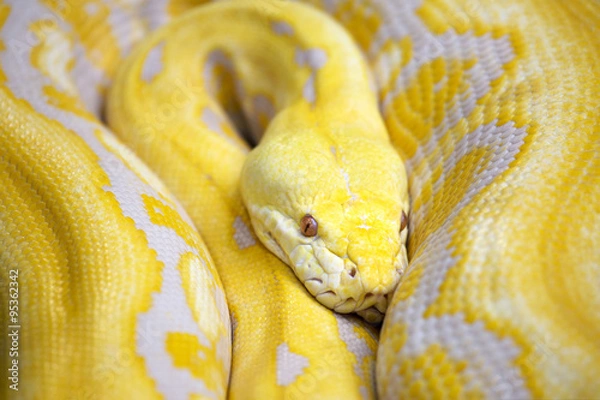 Obraz giant yellow snake serpent Golden Python