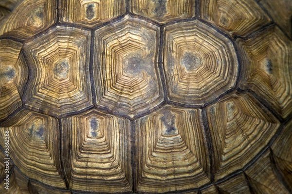 Obraz Back of the turtle  tortoise