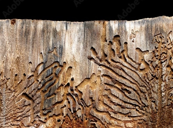 Obraz tunnels produced in the wood of a tree trunk by the bark beetles of pines and conifers, view of a longitudinal section