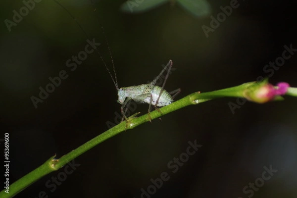 Obraz Small insect and bug