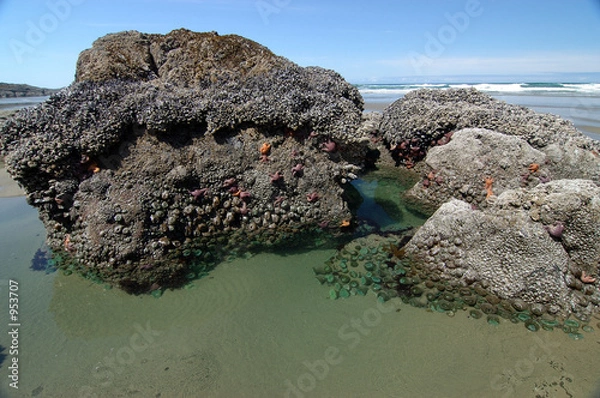 Fototapeta tidal pool