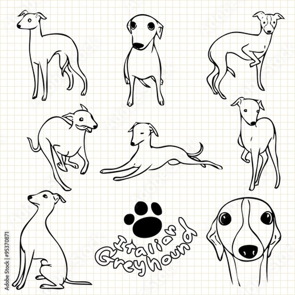 Fototapeta Italian Greyhound dog