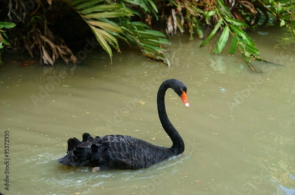 Obraz Black swan