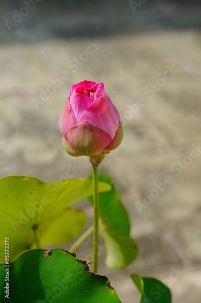 Obraz pink lotus flower