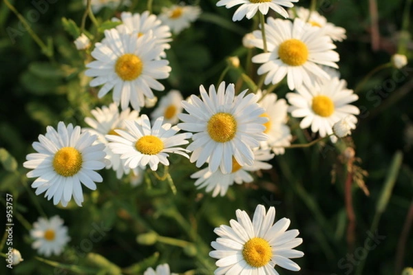 Obraz daisies