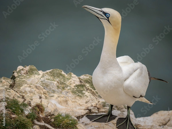 Obraz Northern Gannet Perched on Rocks