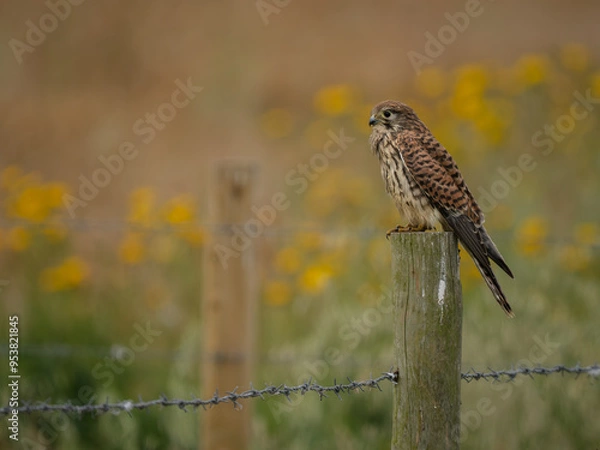 Obraz Female Kestrel Perched on a Fence Post
