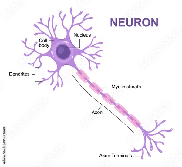Fototapeta Vector infographic of neuron anatomy. Axon, myelin sheat, dendrites, cell body, nucleus.