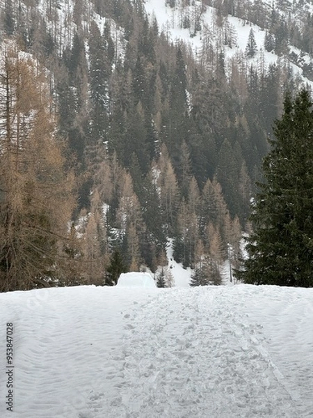 Fototapeta snow covered trees