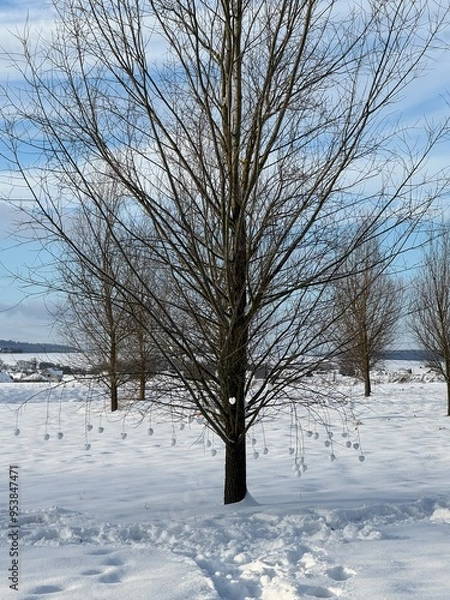 Fototapeta trees in winter