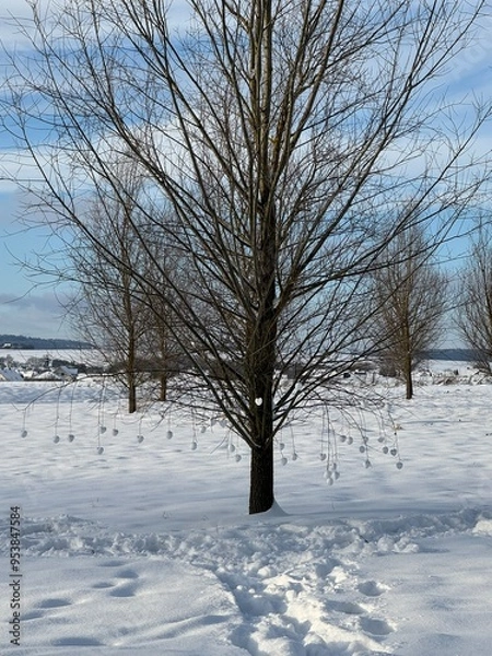 Fototapeta trees in winter
