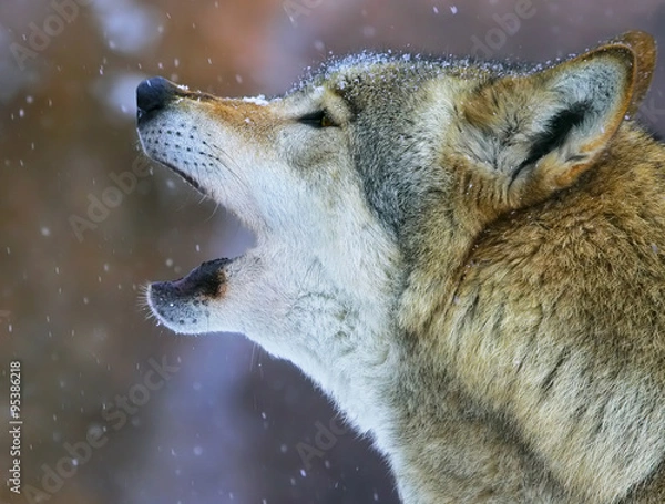 Obraz song of the wolf